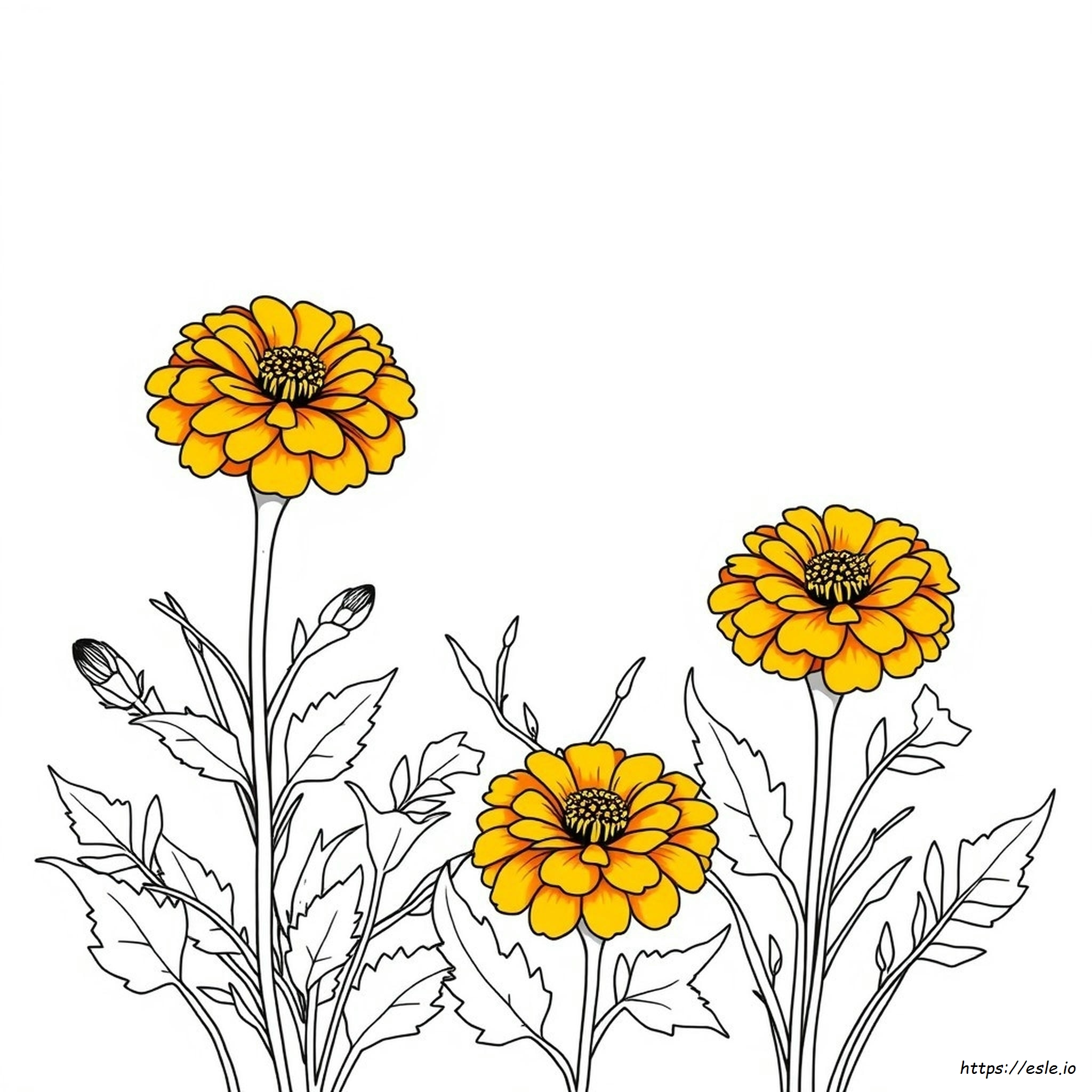 What Colors Are Marigolds