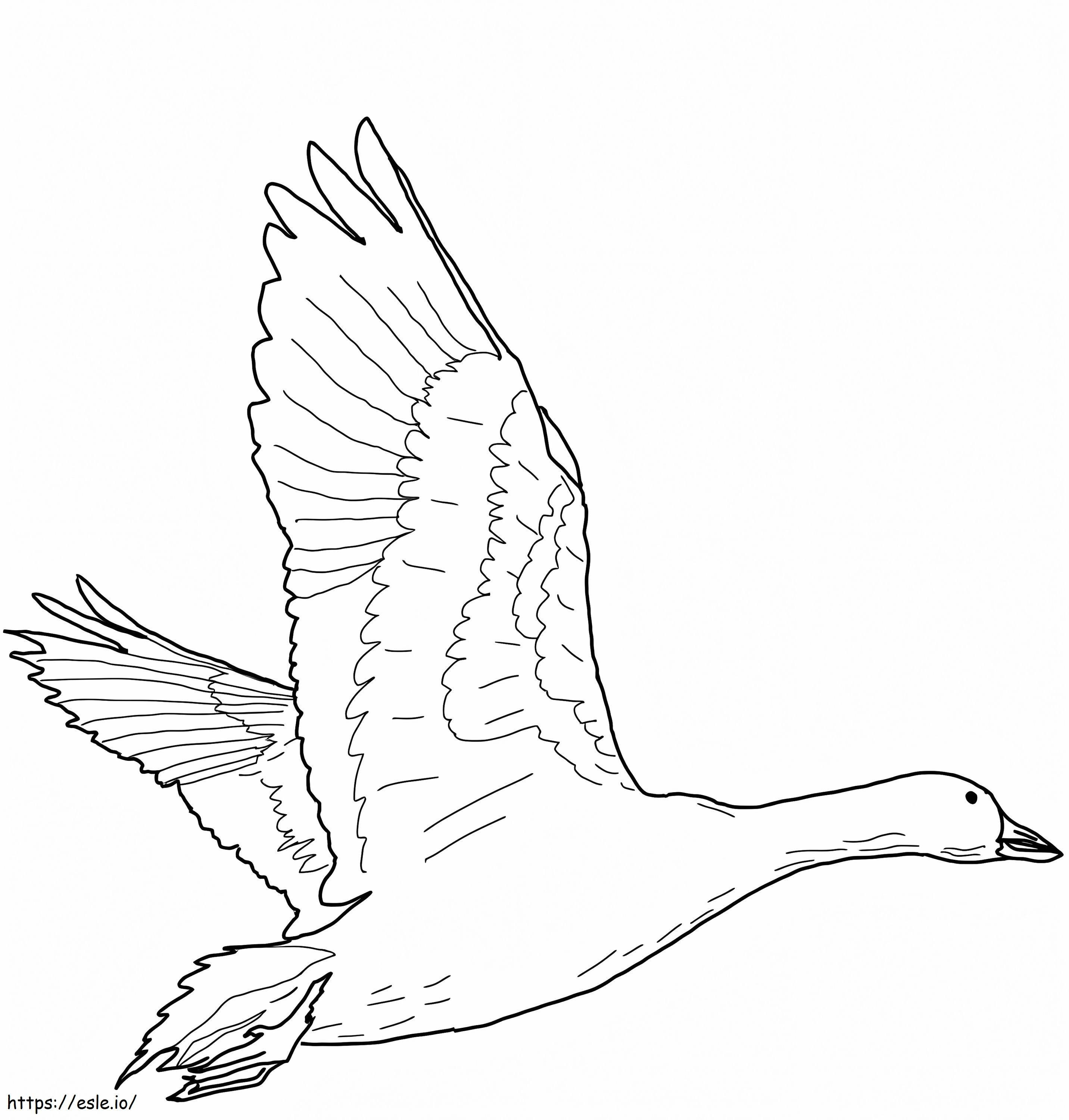 Flying Snow Goose coloring page