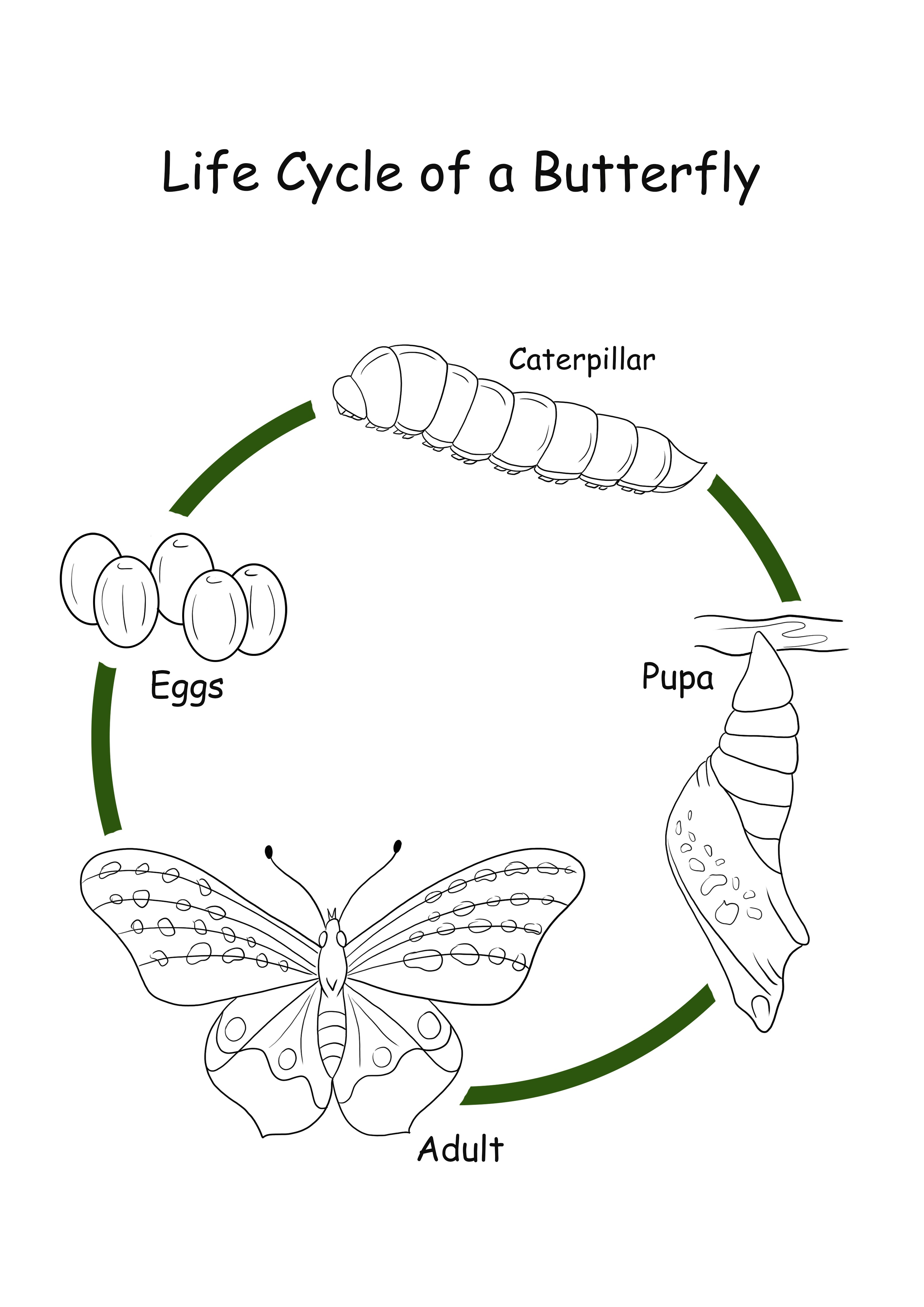 Halaman mewarnai Life Cycle of a Butterfly gratis untuk diunduh