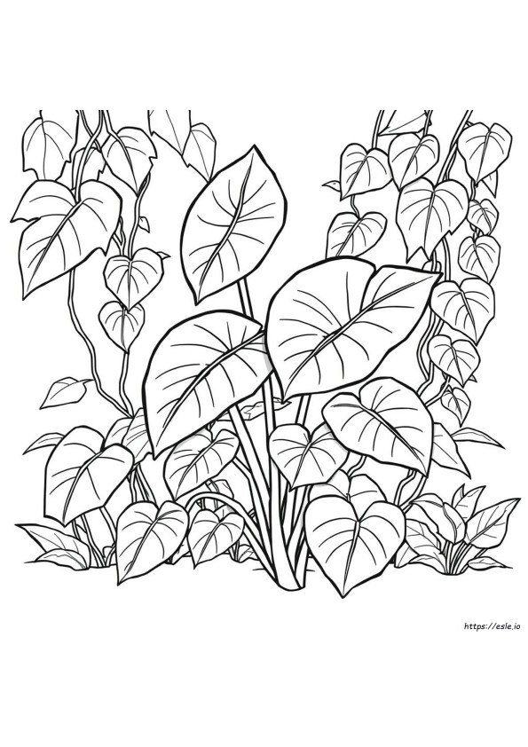 monstera-para-colorear
