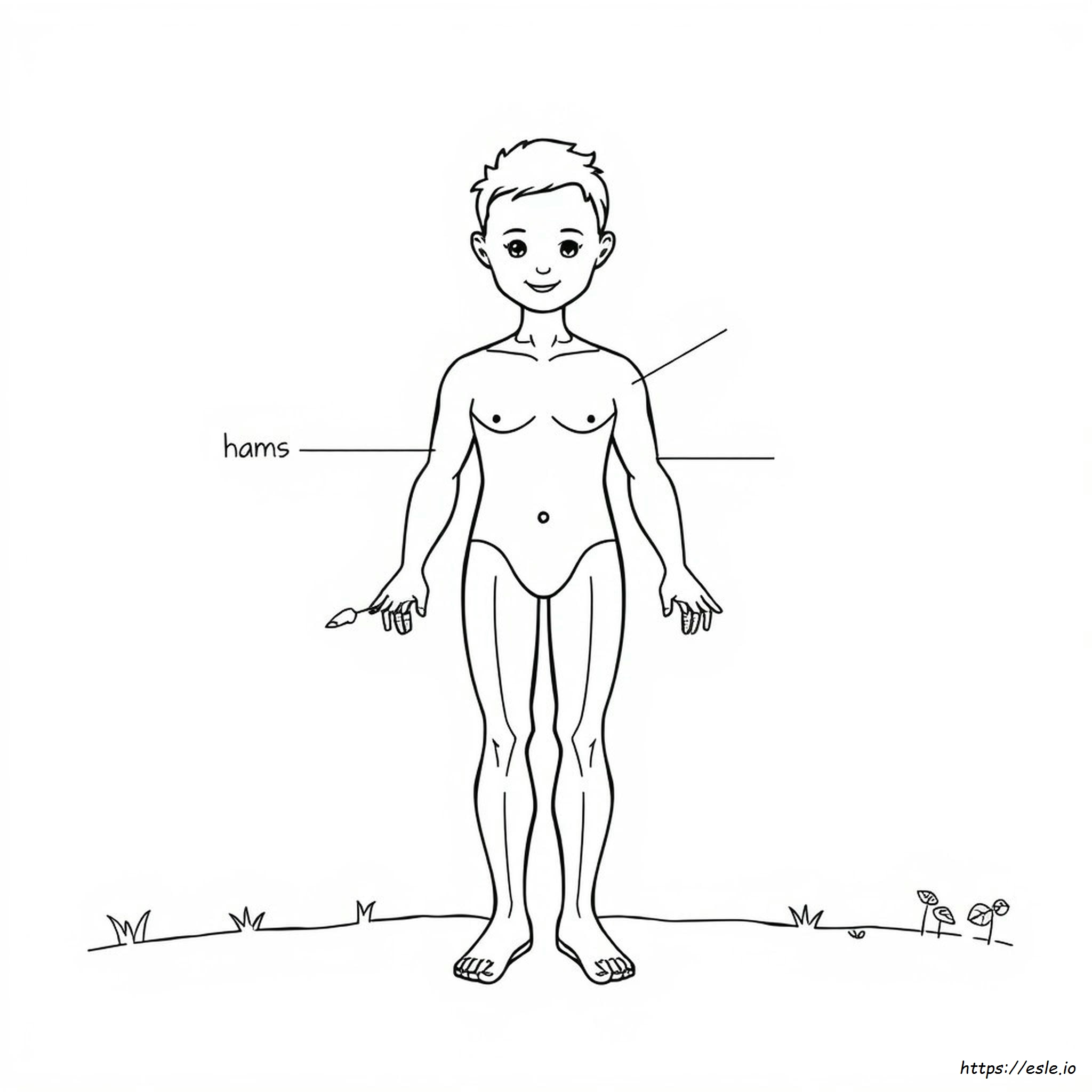 Partes Del Cuerpo Para Colorear