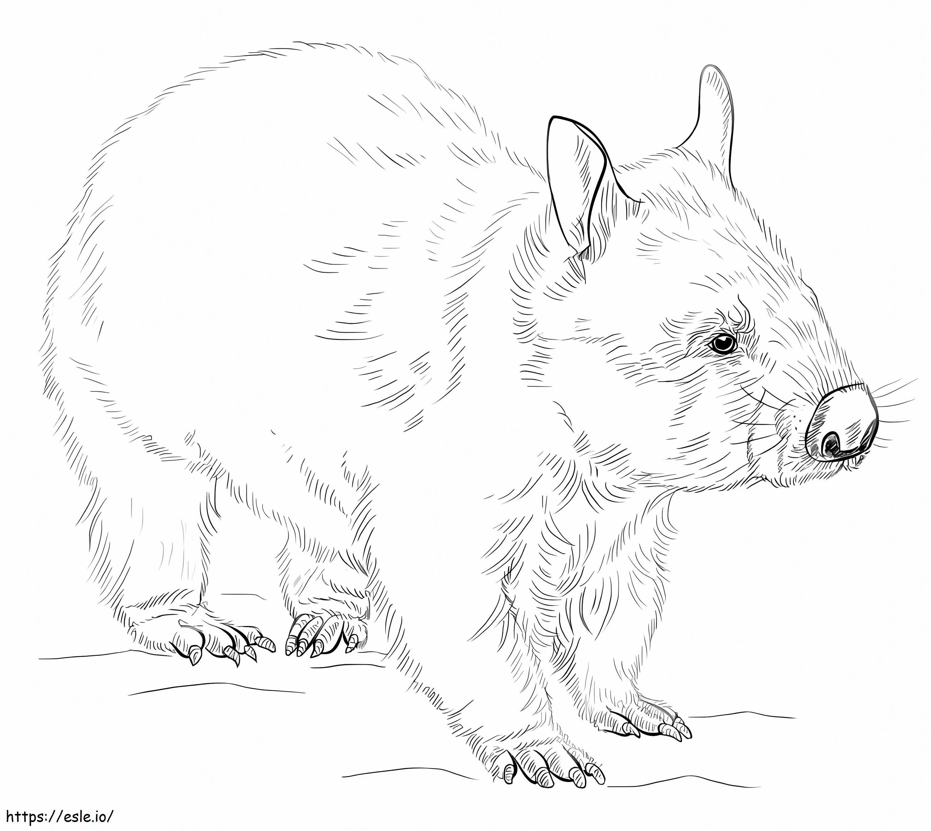 Realistic Wombat coloring page