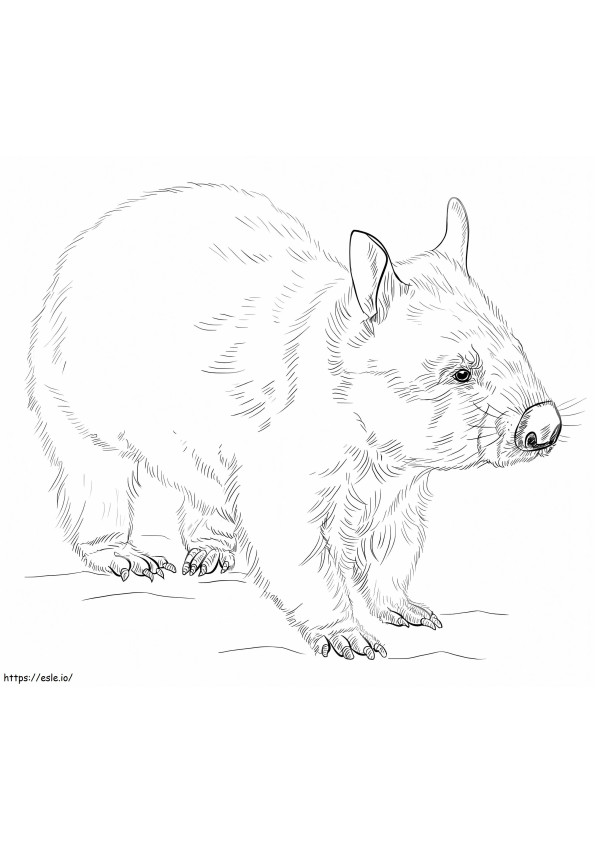 Realistinen Wombat värityskuva