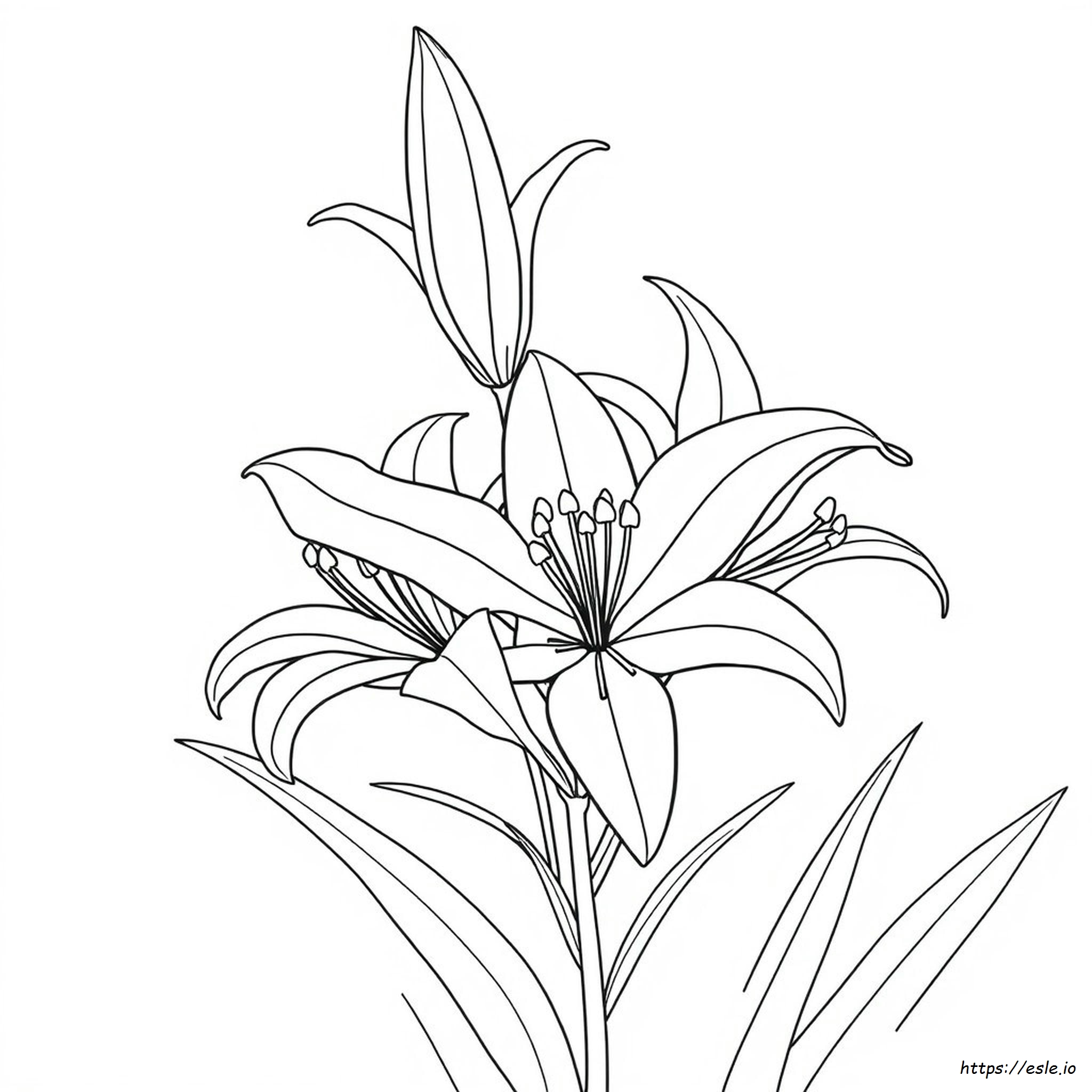 What Colours Can Lilies Be