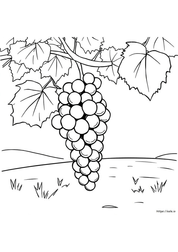Grapes Coloring Clipart