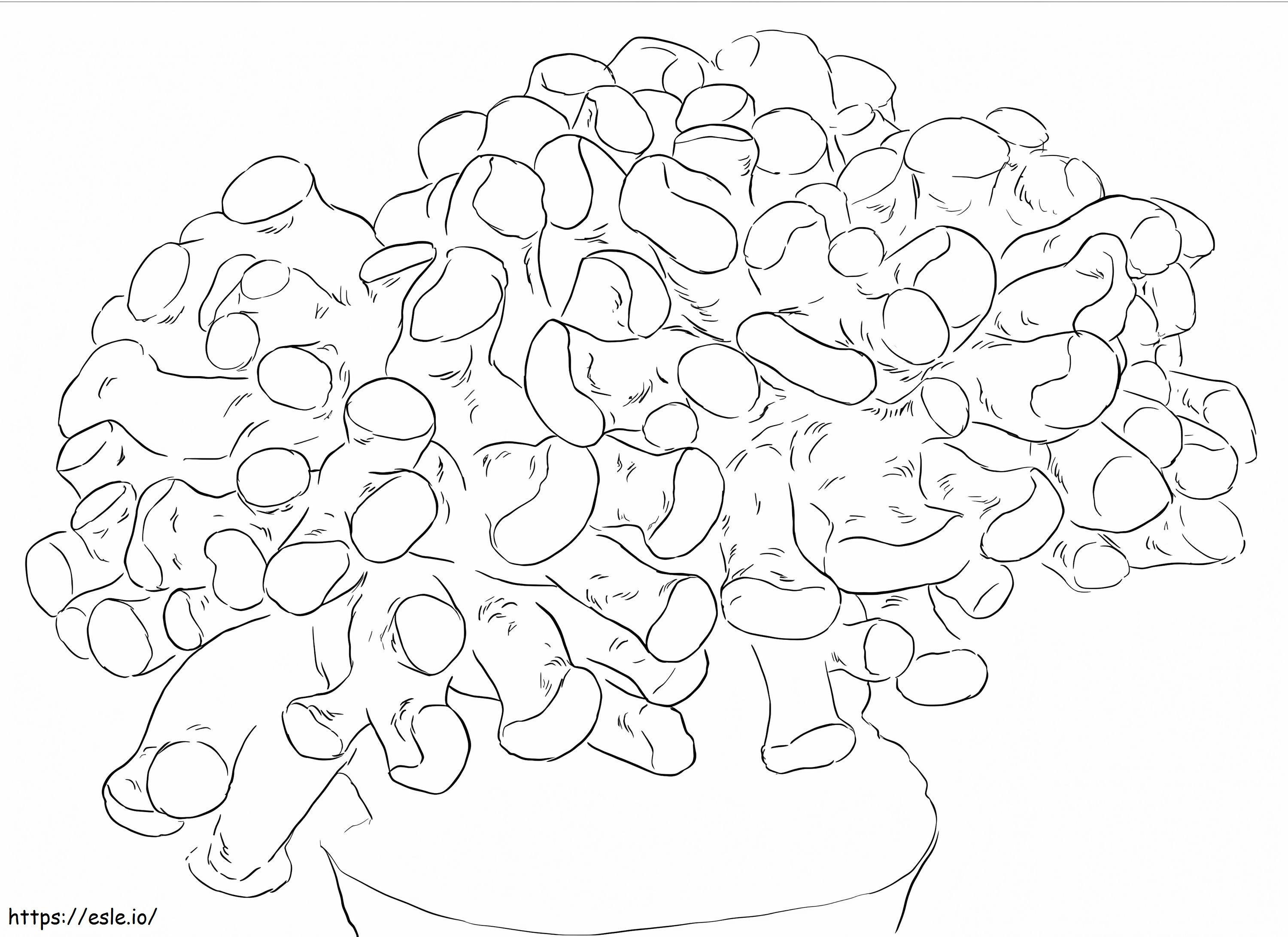 Hammer Coral coloring page