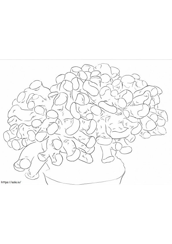 Hammer Coral coloring page