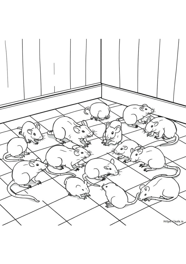 Diferentes Colores De Ratas