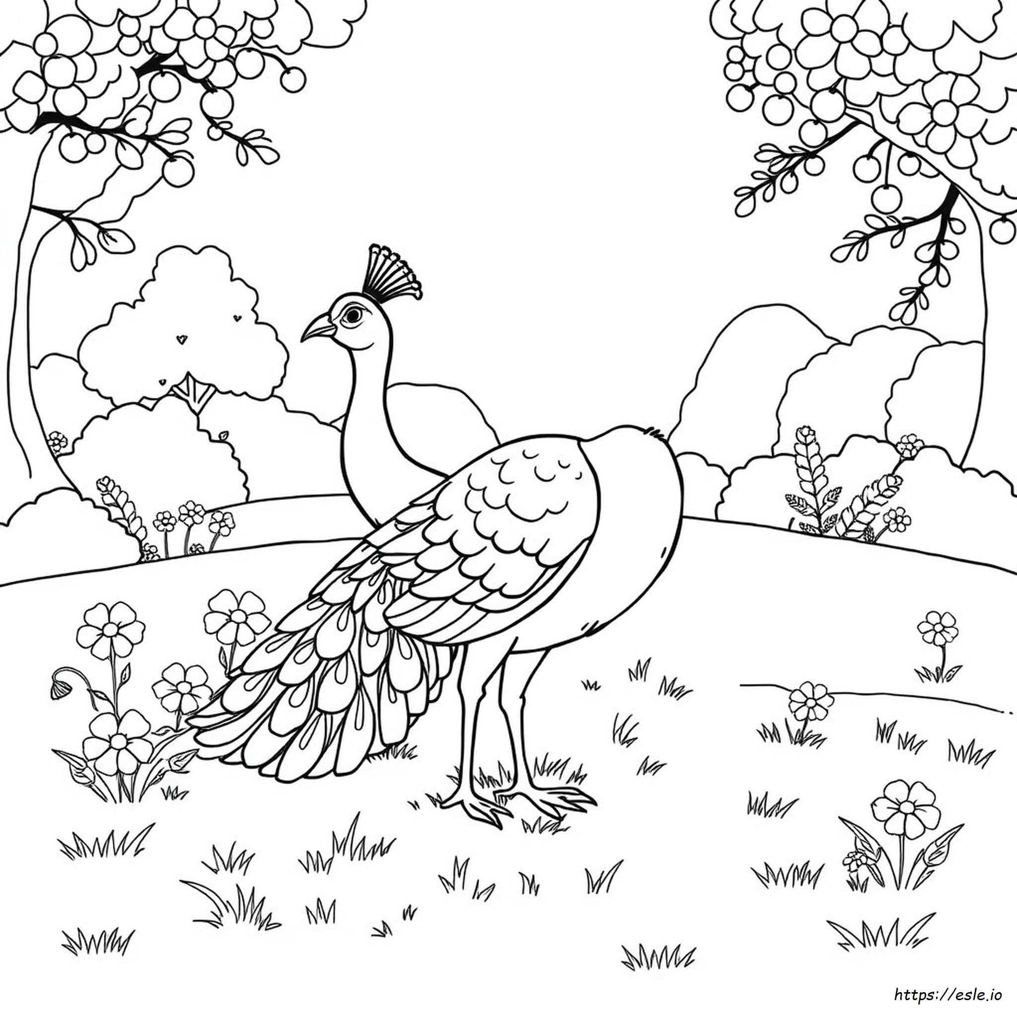Peacock Image For Colouring