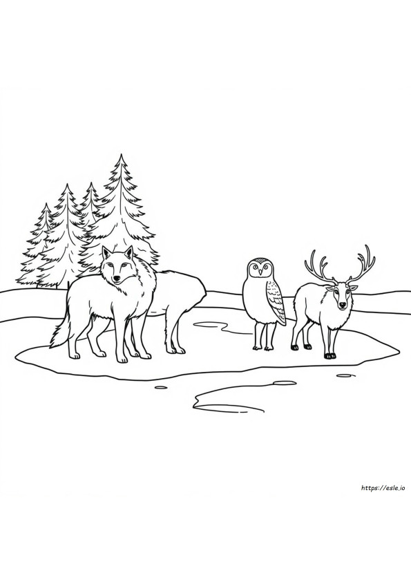Animales De La Tundra Para Colorear
