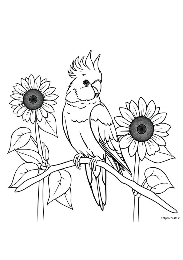 Cockatiel Bird Coloring Pages