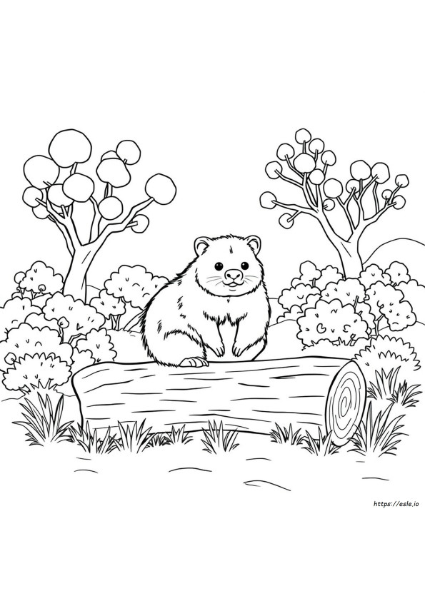 Wombat Da Colorare