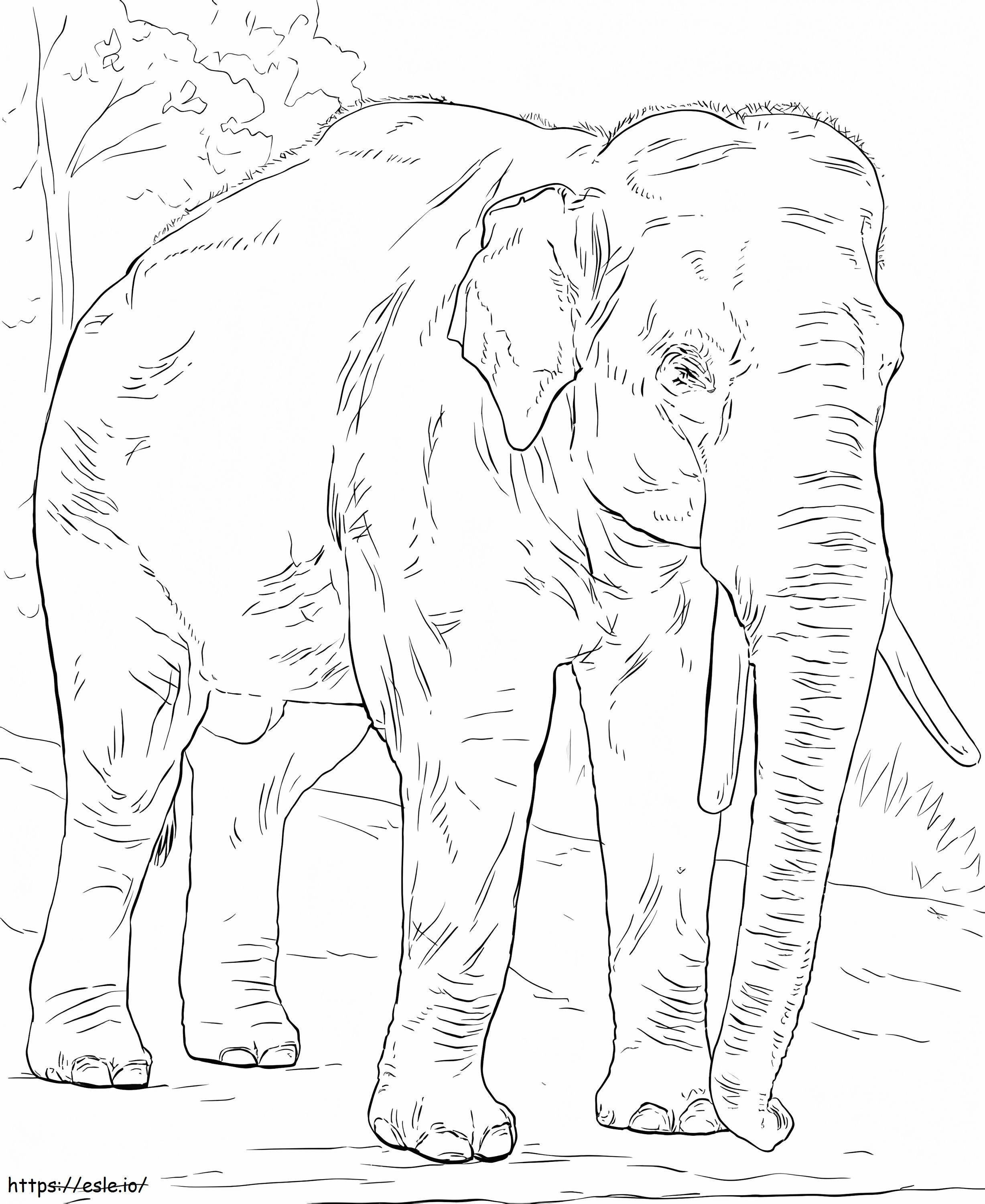 Elefantul Asiatic de colorat