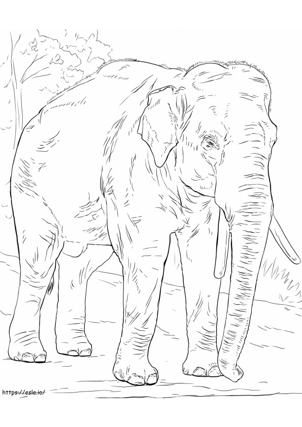 Coloriage Éléphant d'Asie à imprimer dessin
