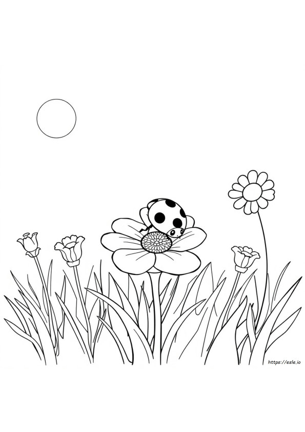 Coccinella: Libro Da Colorare