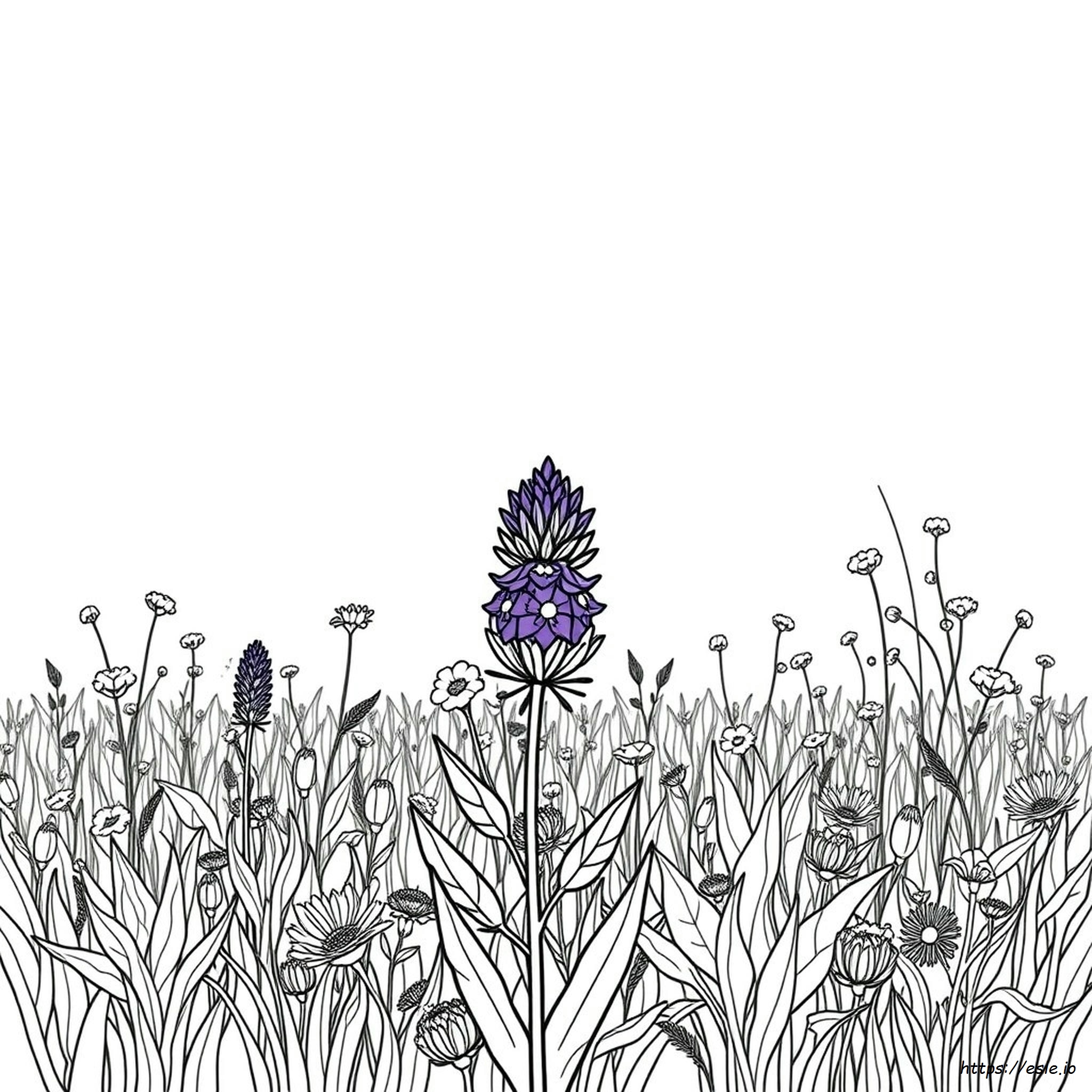 Minnesota State Flower Coloring Page