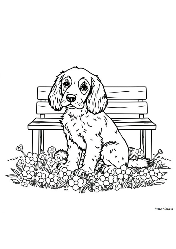 Cocker Spaniel Da Colorare