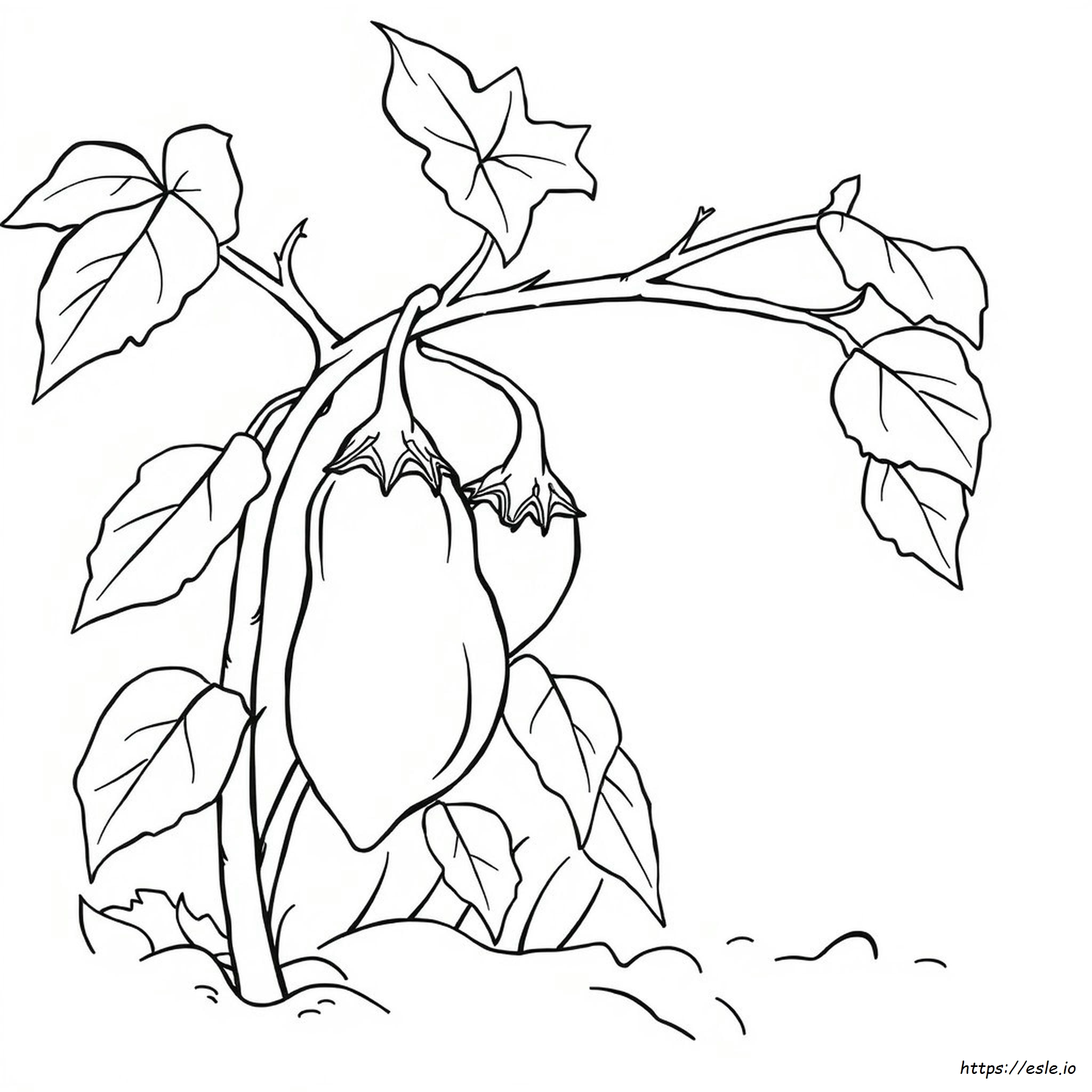 Brinjal Colouring Pages