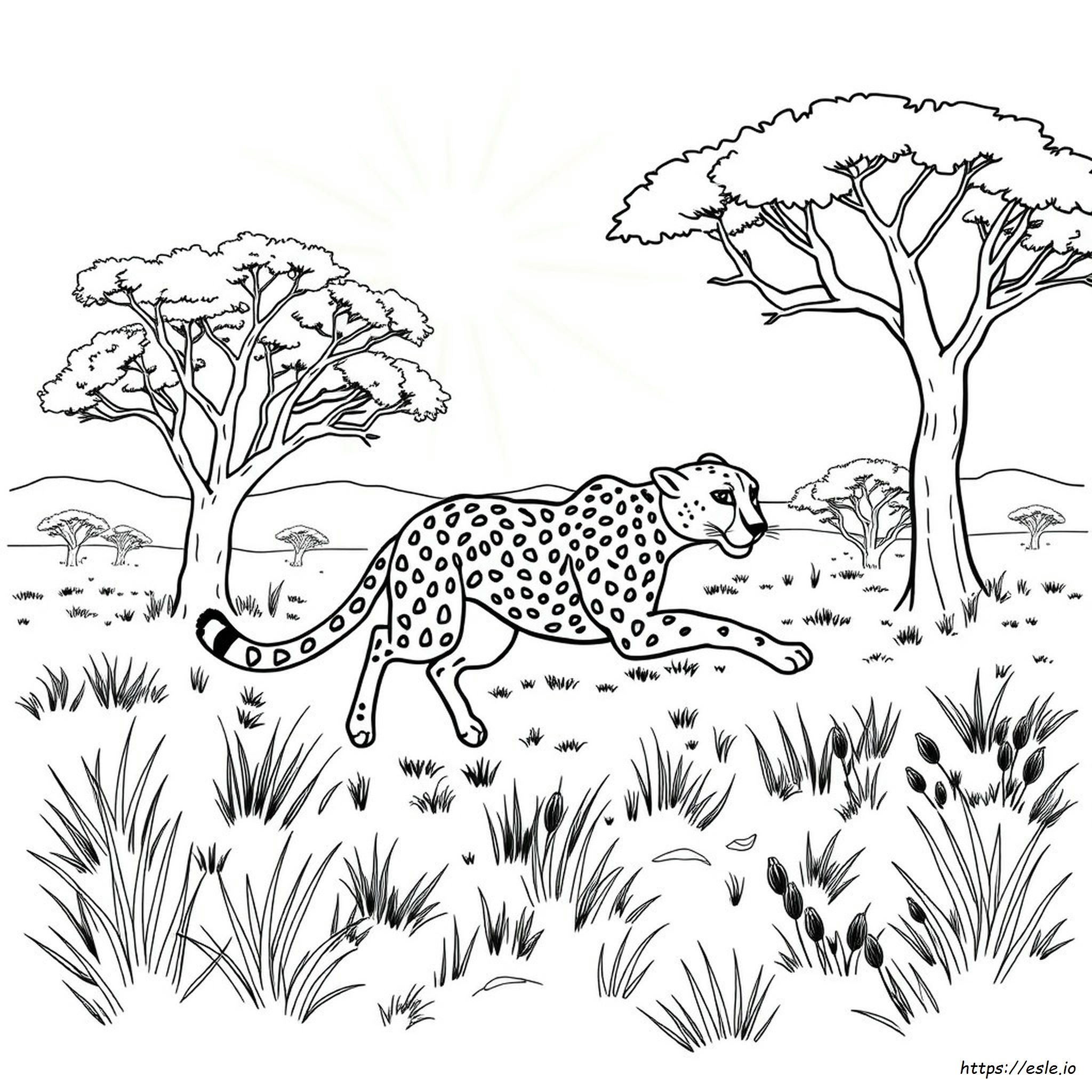 Cheetah Adult Coloring Pages