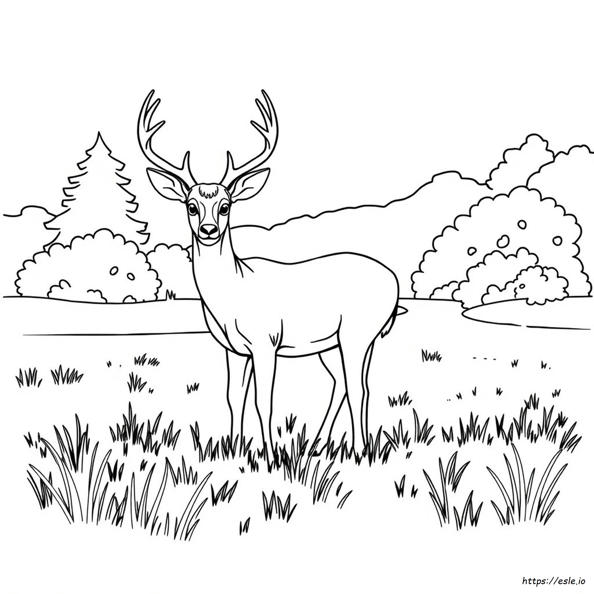 Browning Deer Coloring Pages