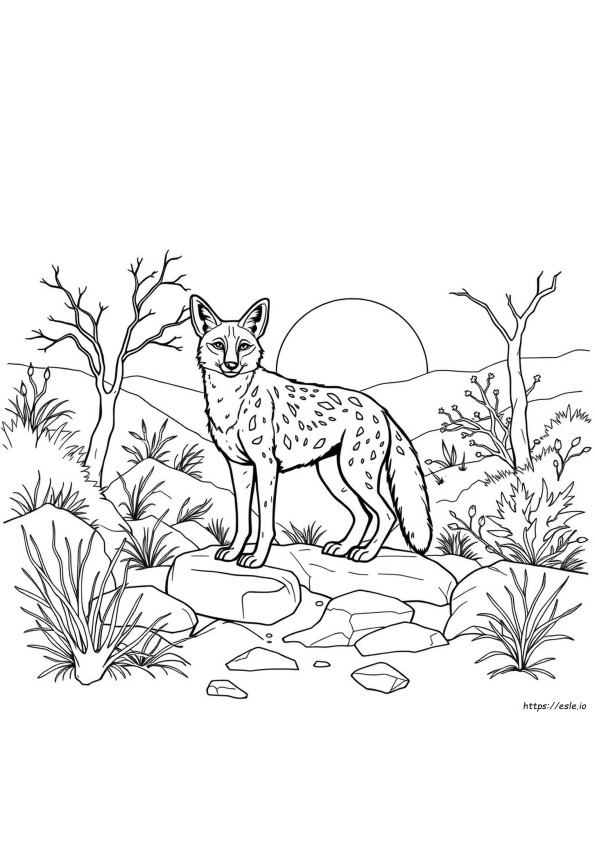 Jackal Colouring Pages