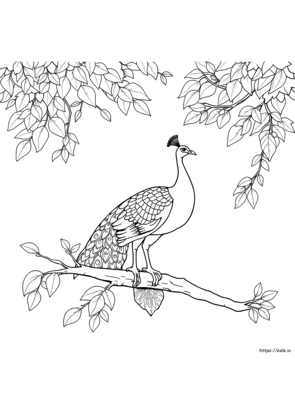 Realistic Peacock Coloring Pages