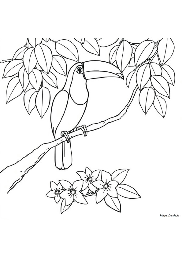 Tucano Para Colorir