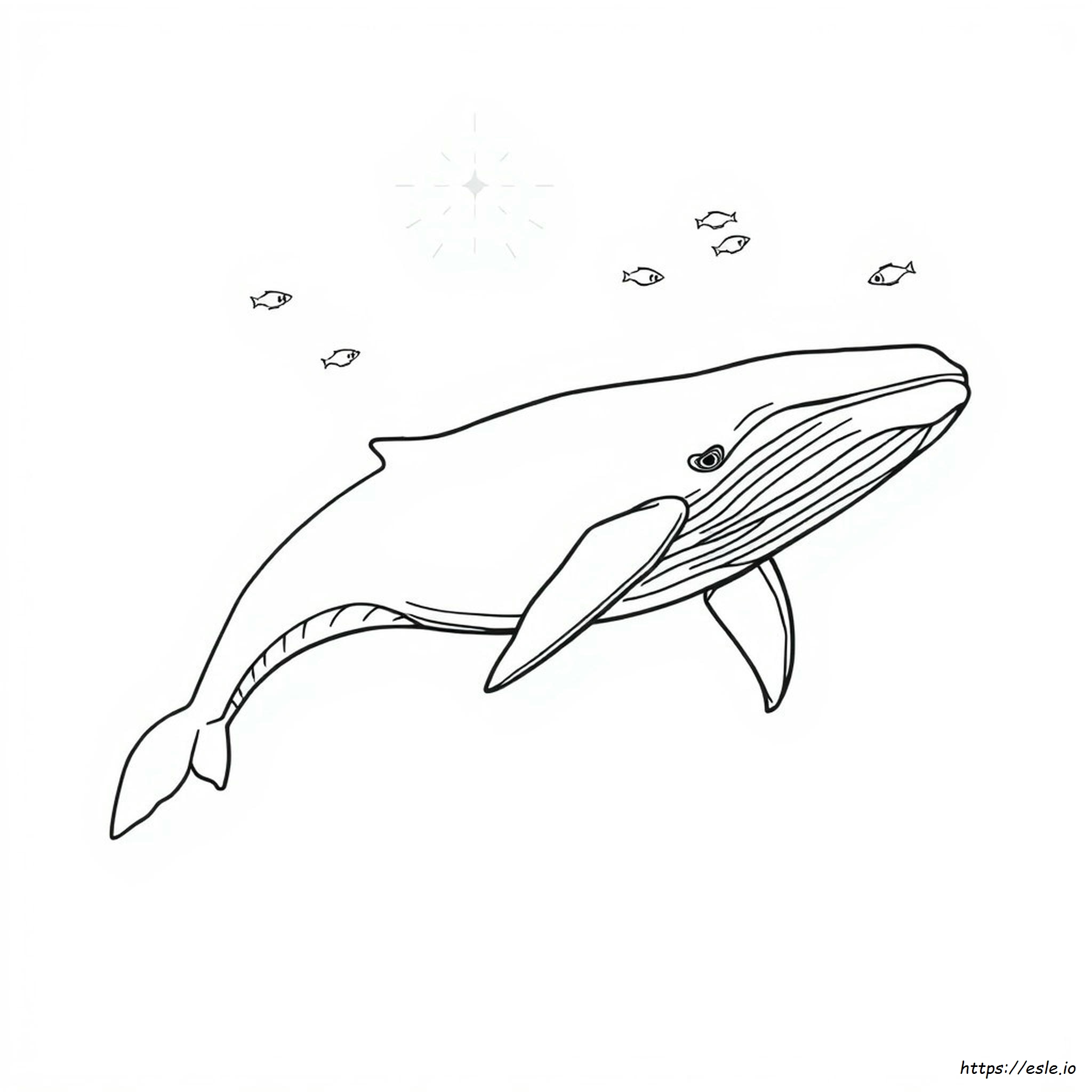 Coloriage Baleine À Bosse Réaliste