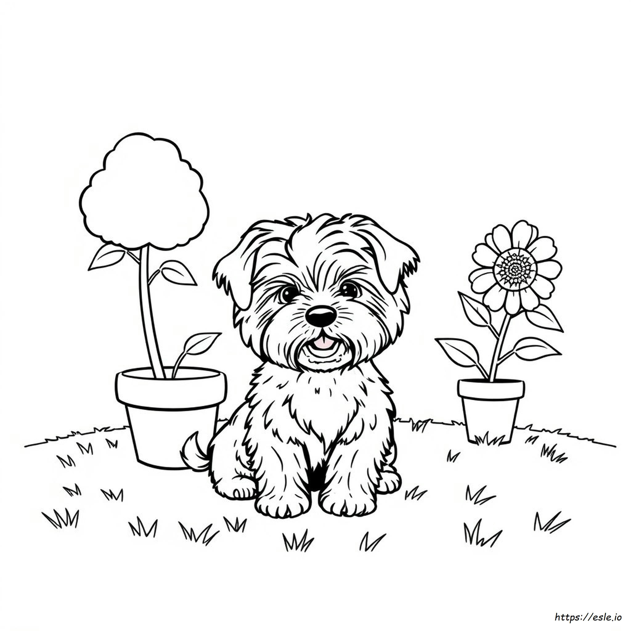 Yorkie Poo Coloring Pages