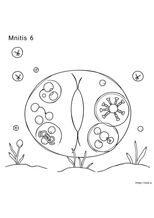 Unit 6 Outcome 1 Meiosis Coloring Worksheet
