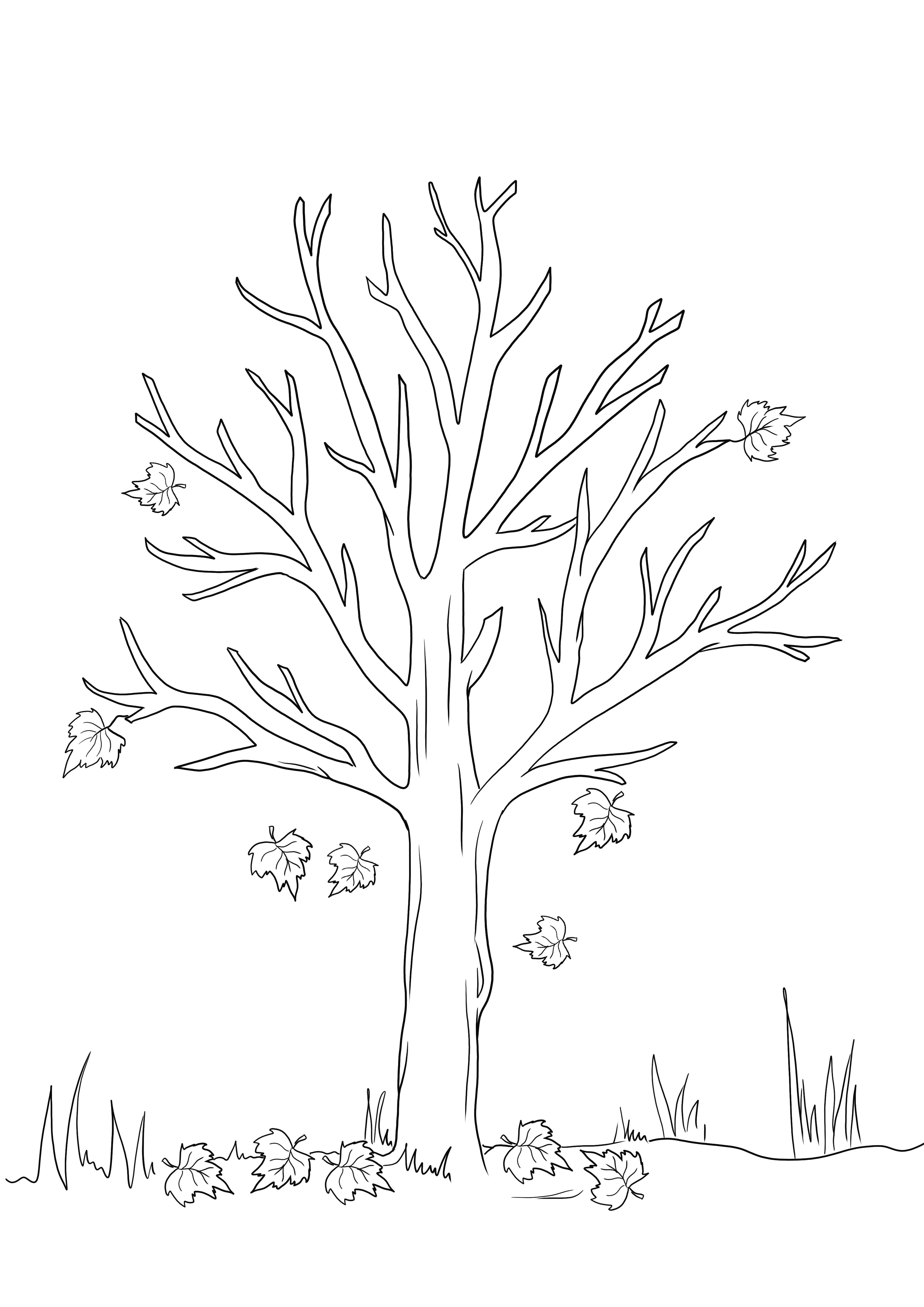 Our Fall Tree coloring sheet is free to print and used to teach about Seasons