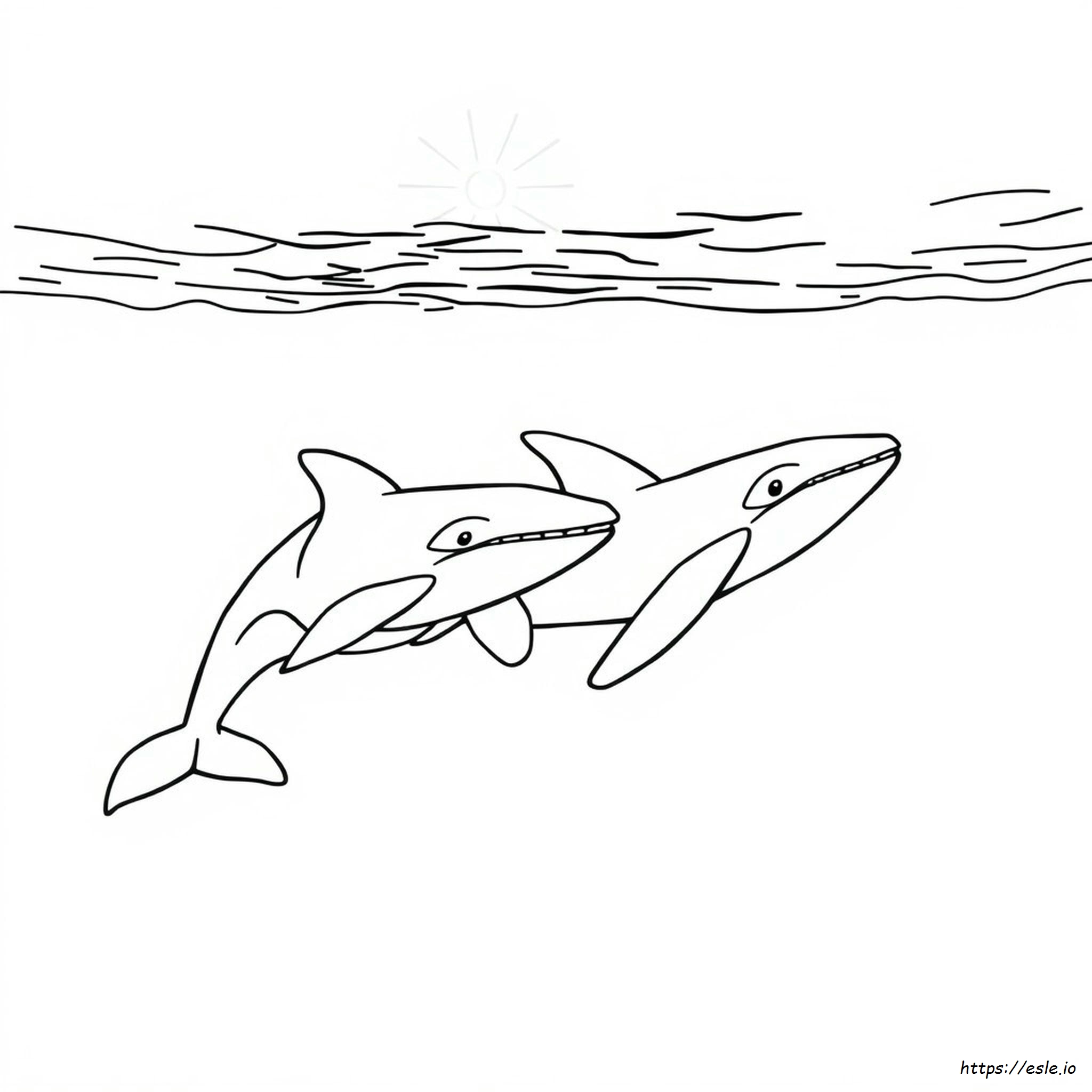 Killer Whale Colouring Pages