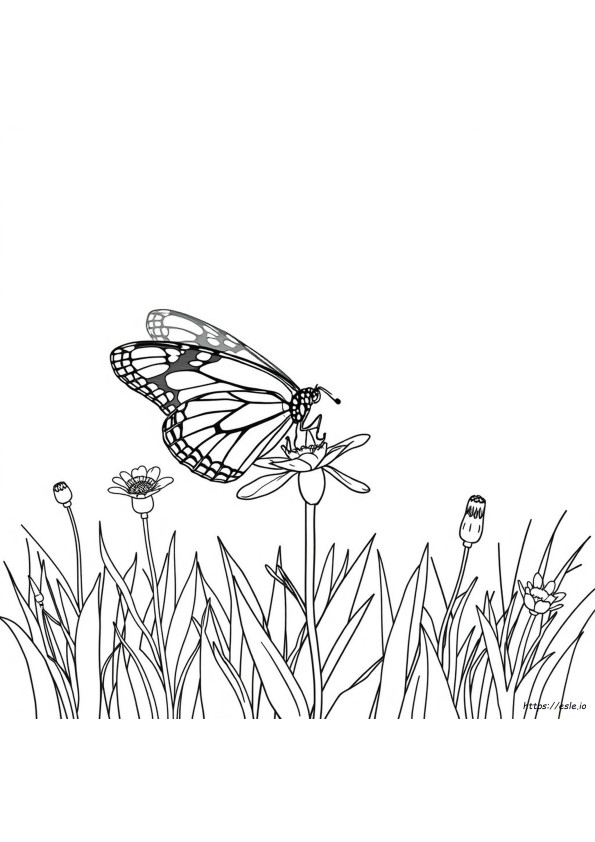 NyomtathatDMonarch PillangSzNezK