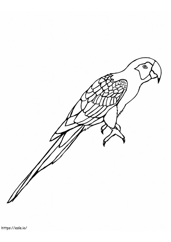 Normal Macaw coloring page