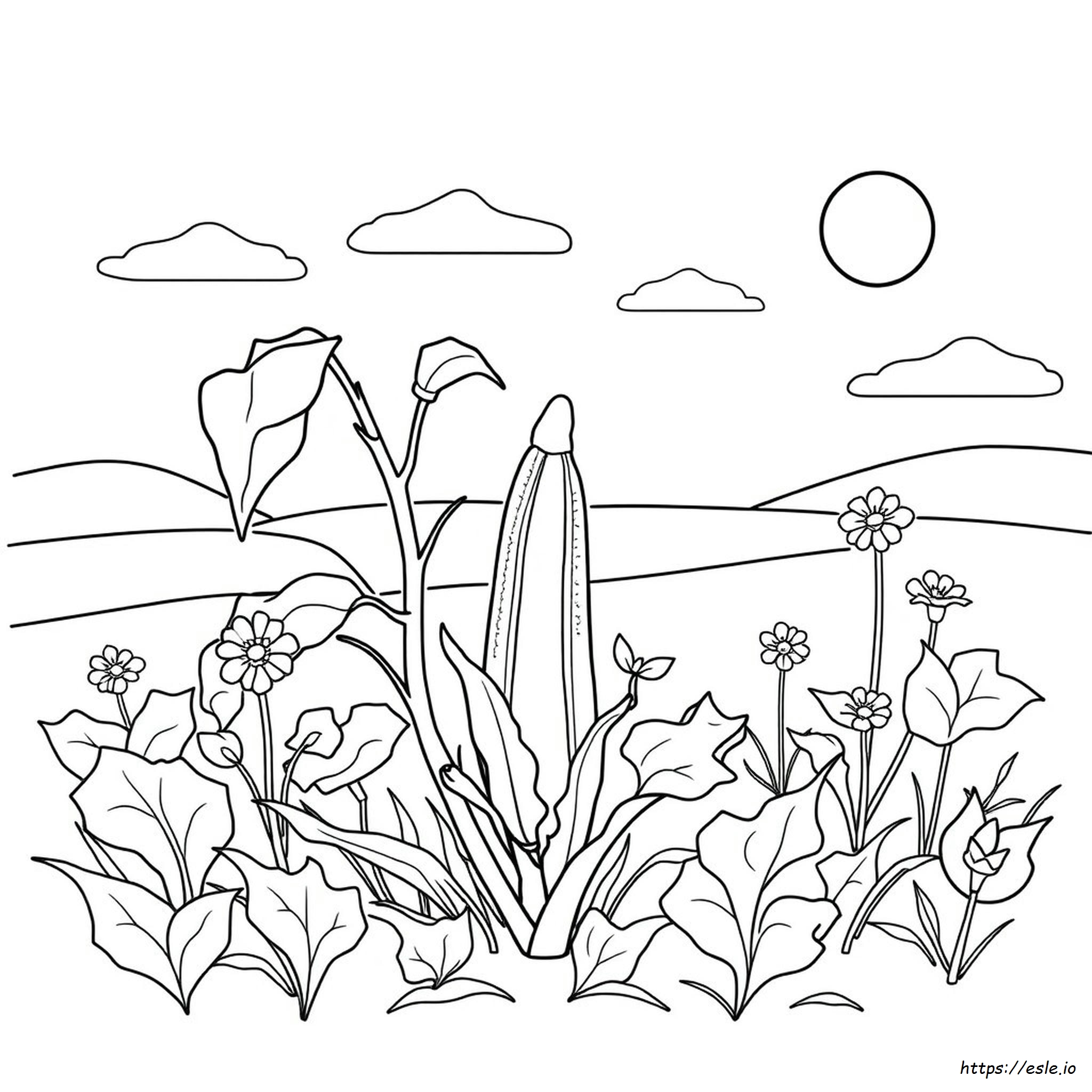 Okra Ausmalbilder