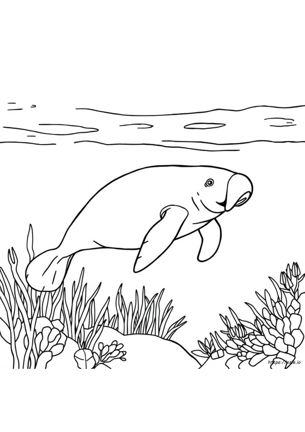Coloriage Lamantin
