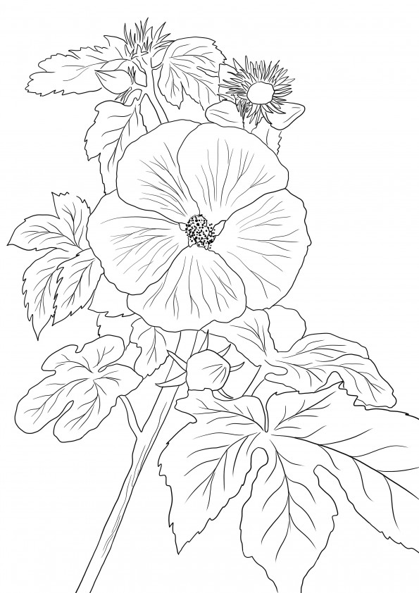 Hawaii State Flower à imprimer ou à conserver pour plus tard et simplement à colorier