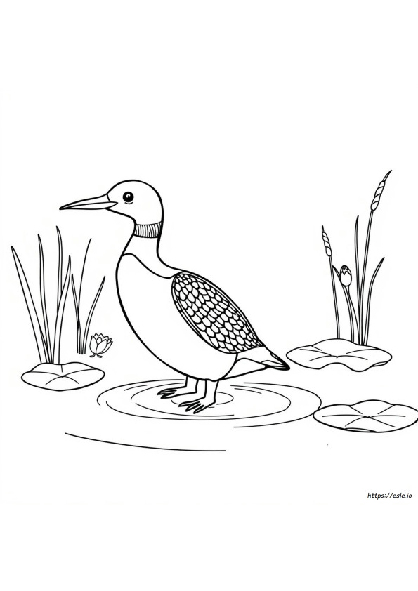 Loon Coloring Sheet