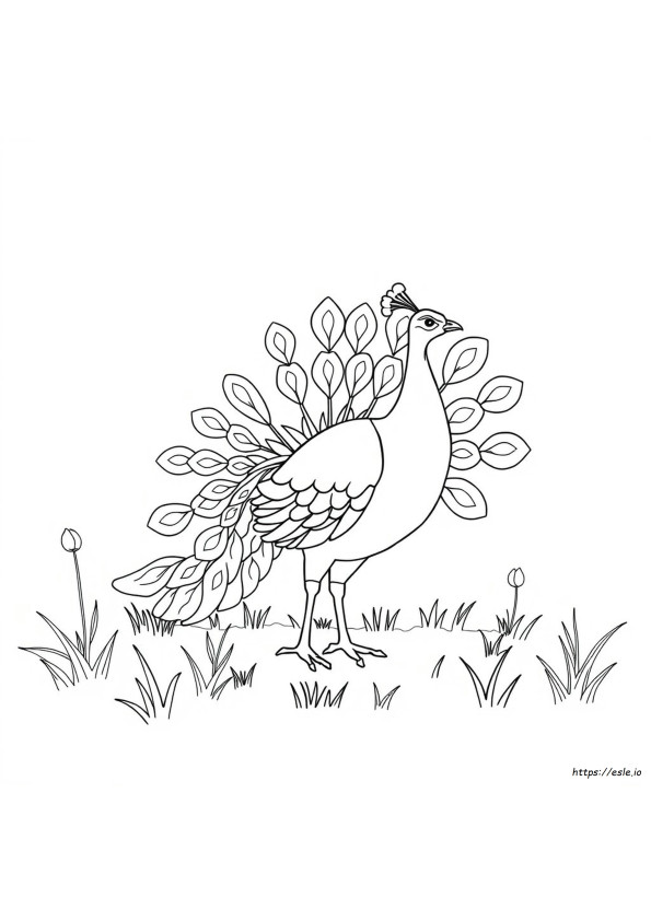 Outline Picture Of Peacock For Colouring