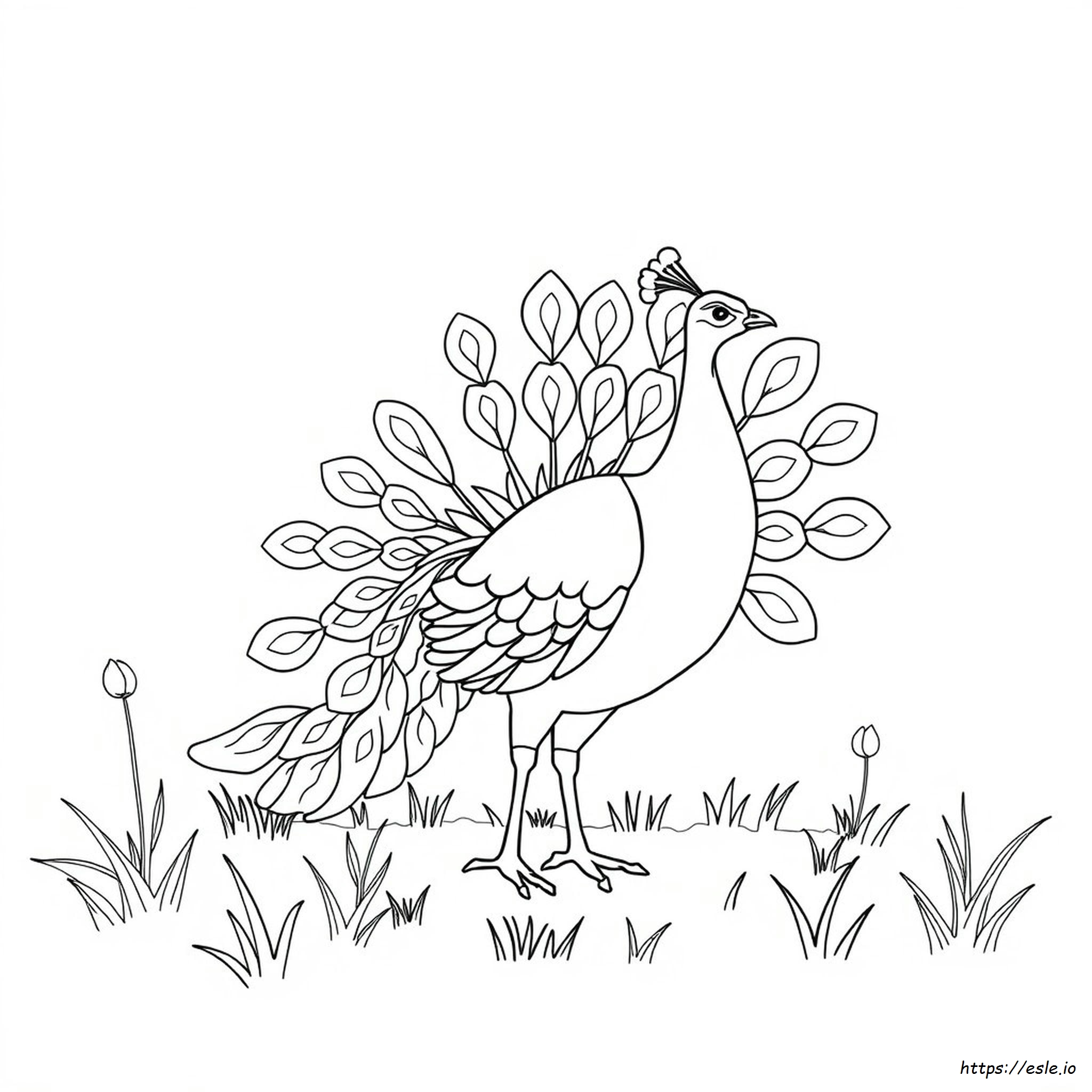 Outline Picture Of Peacock For Colouring
