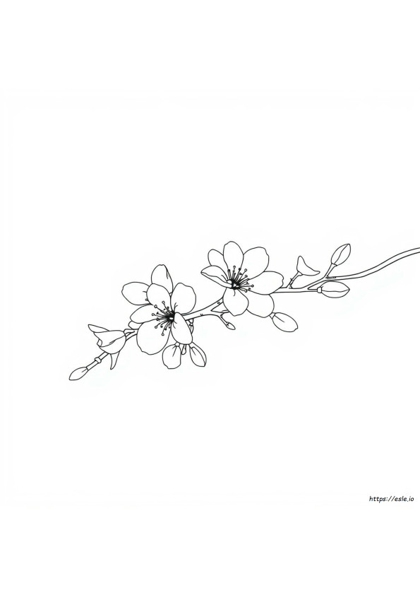 Coloring Blossom