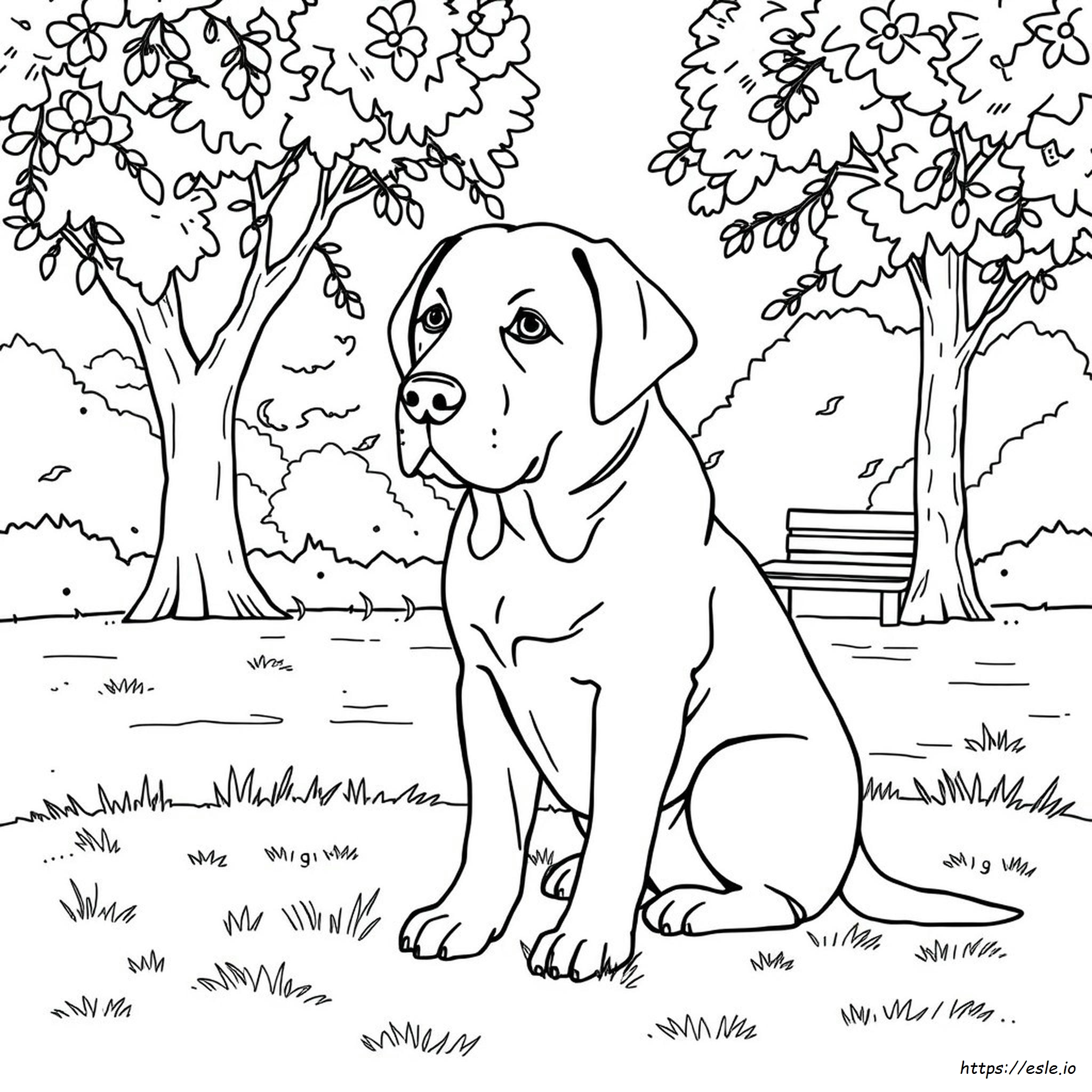 What Colors Do Labradors Come In