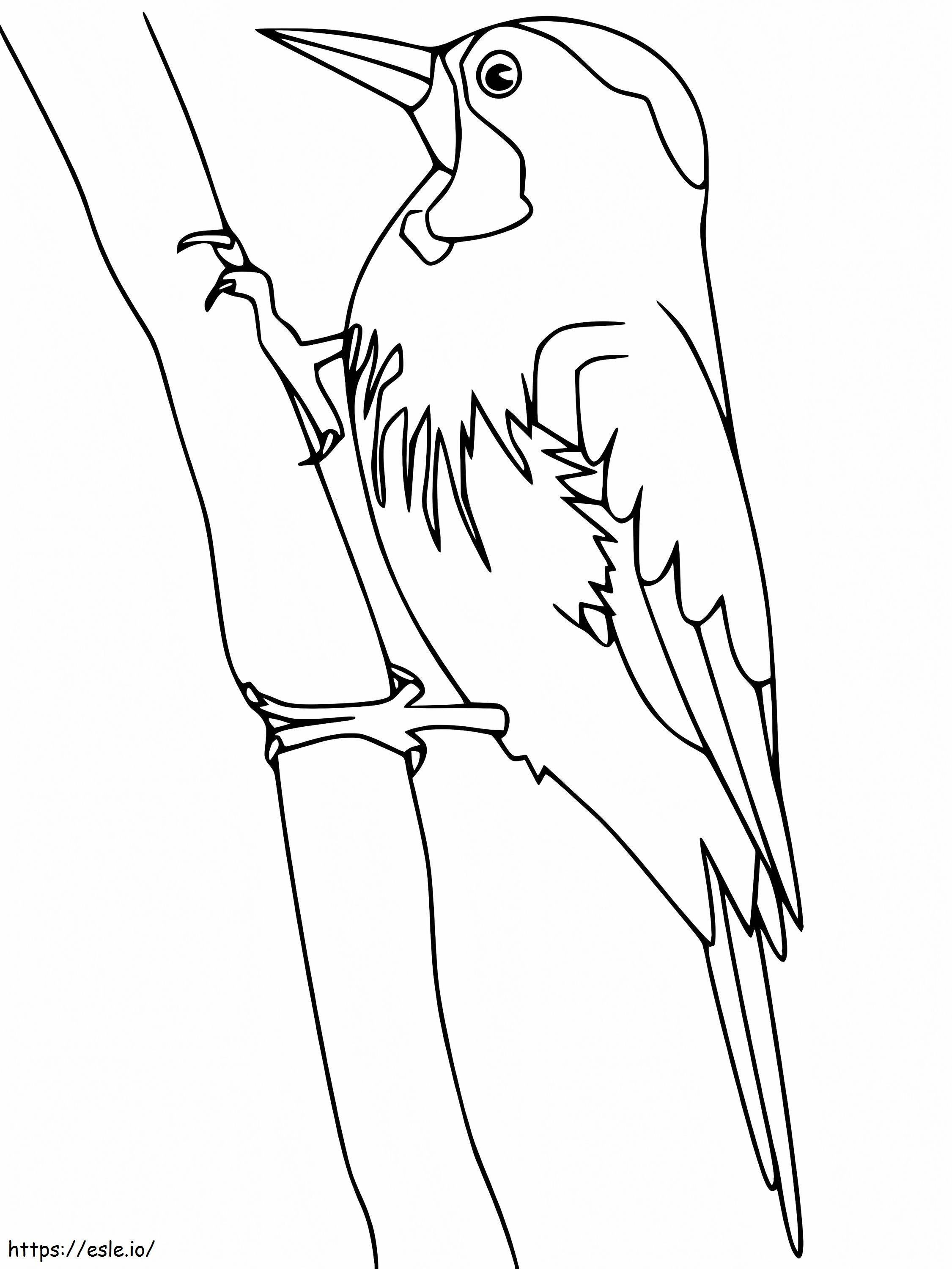 pájaro carpintero de arizona para colorear
