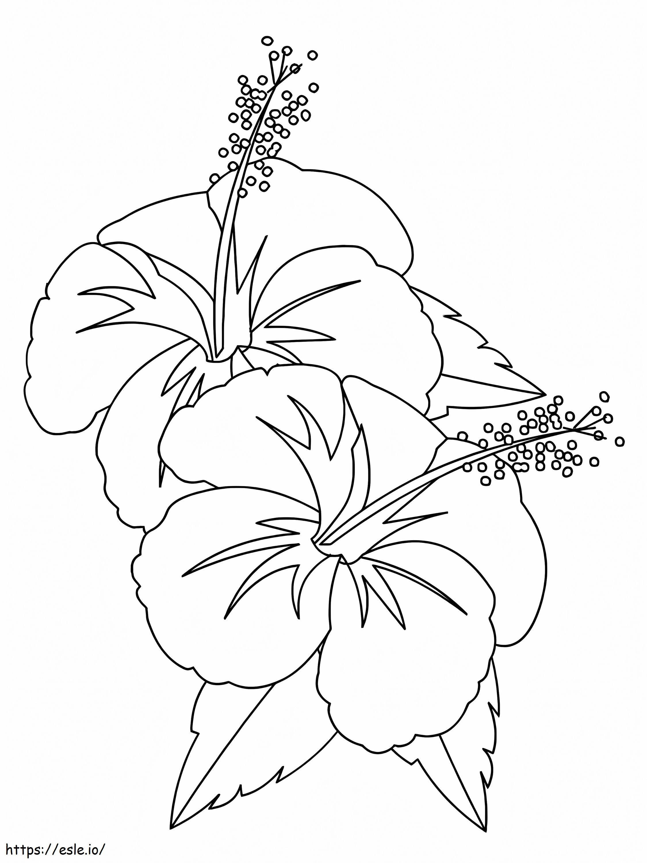 Floarea de hibiscus 4 de colorat