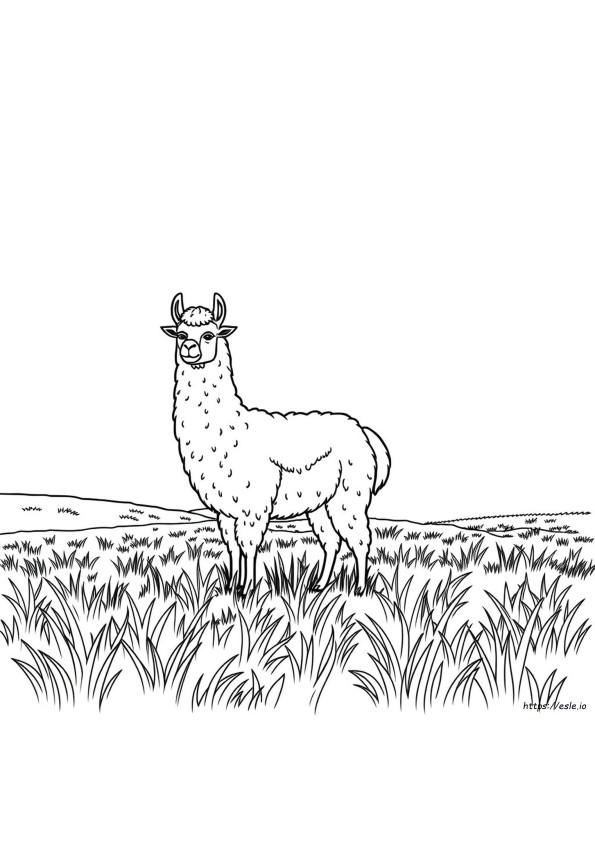 Lhama Para Colorir