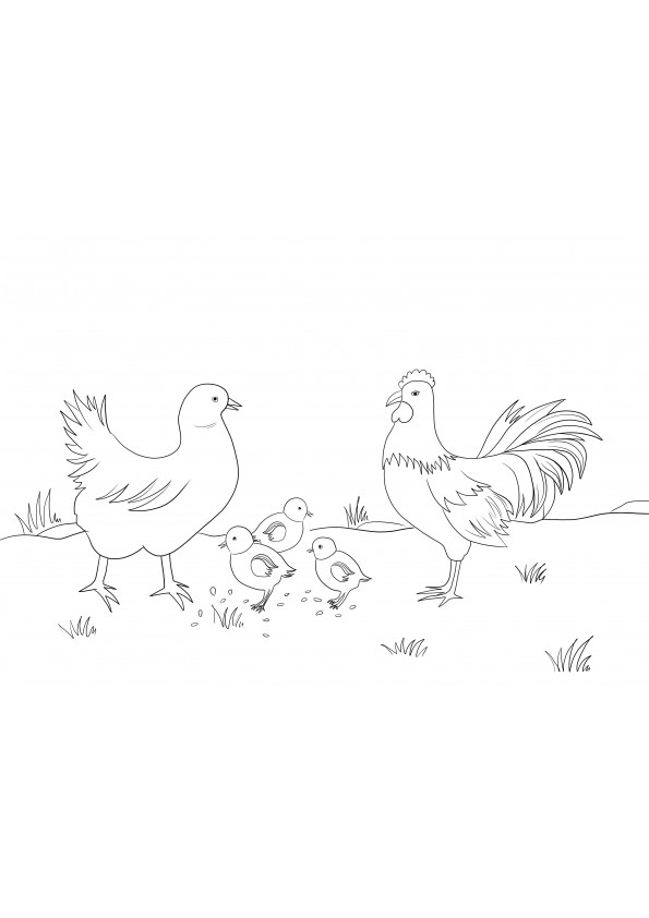 Chicken Family free coloring sheet to print and learn about farm animals