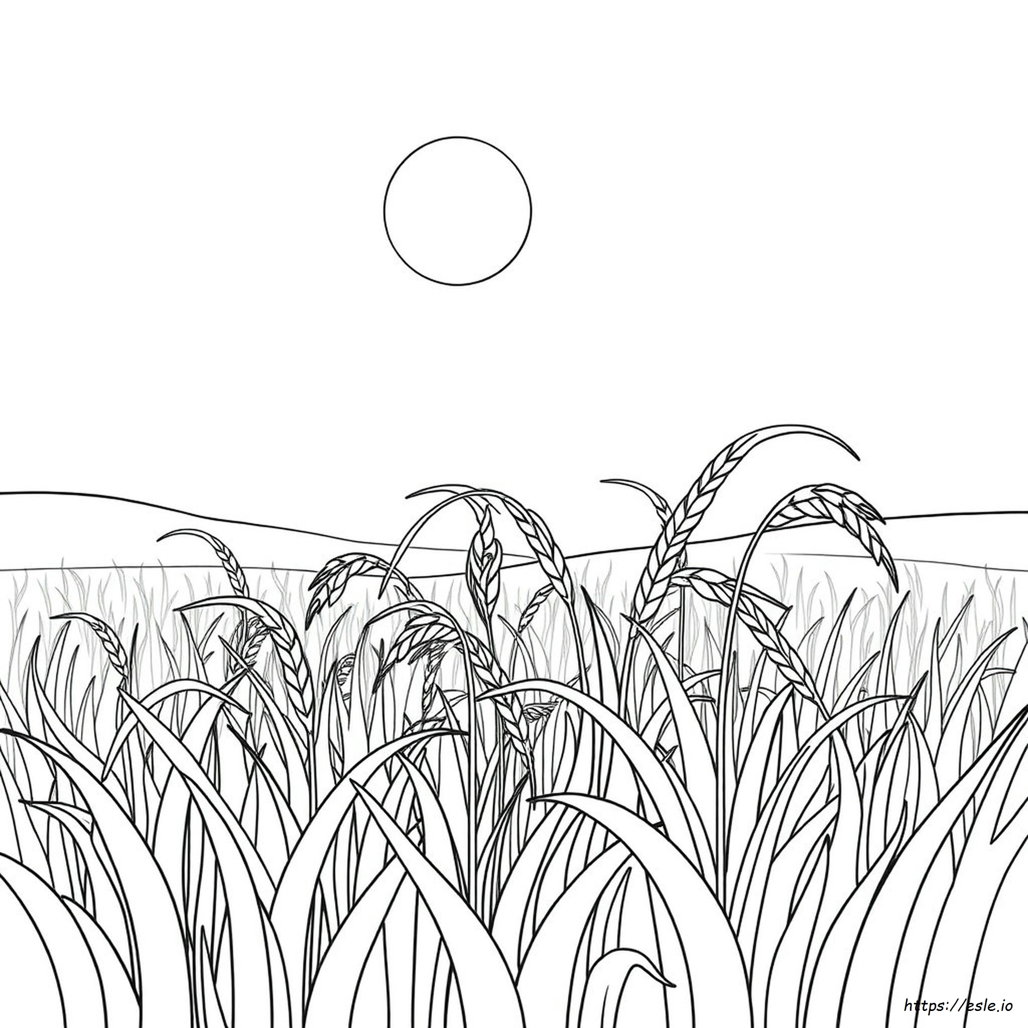 Arroz Para Colorear