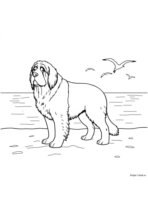 Terra Nova Para Colorir