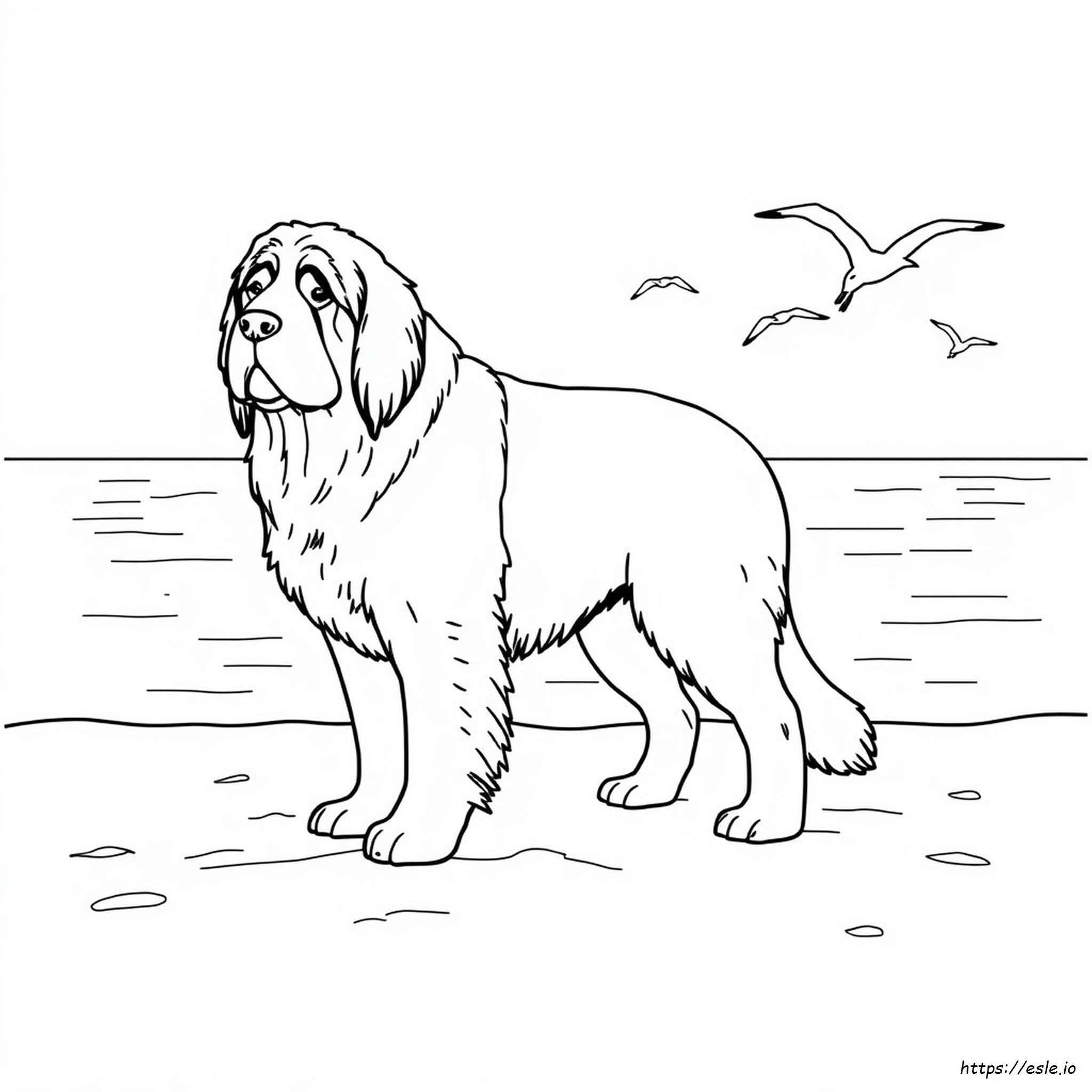 Newfoundland Dog Coloring Page