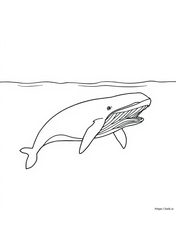 Ballena Franca Para Colorear